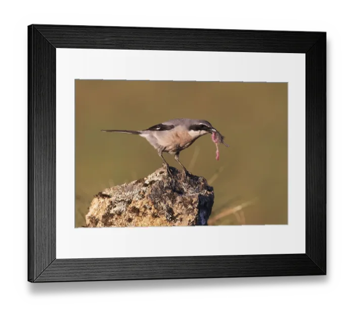 Framed Print : Iberian Grey Shrike (Lanius meridionalis)
