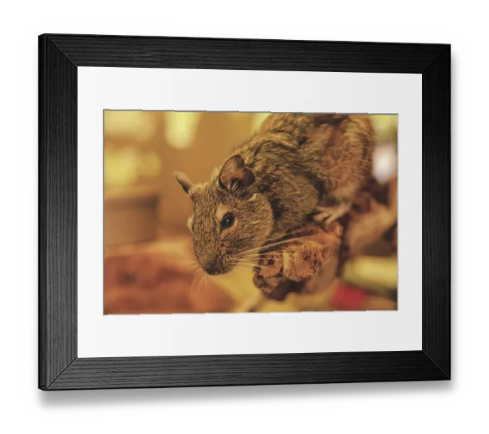 Framed Print : A rodent climbing on a branch with blurred background