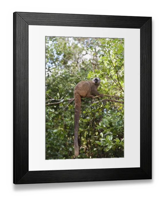 Framed Print : Red-fronted Lemur (Eulemur rufifrons) Framed Print : Red-fronted Lemur (Eulemur rufifrons)