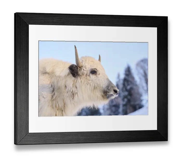 Framed Print : Domestic yak (Bos grunniens) portrait