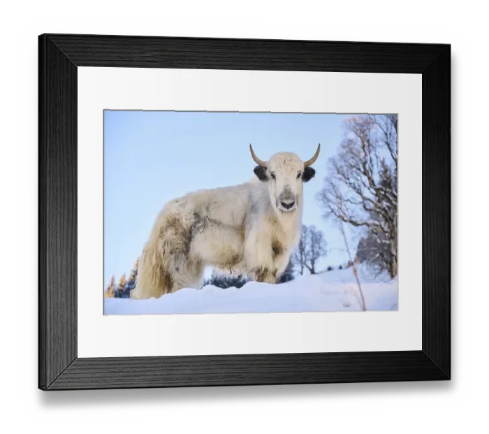 Framed Print : Domestic yak (Bos grunniens) on a snowy meadow in the mountains in tirol Framed Print : Domestic yak (Bos grunniens) on a snowy meadow in the mountains in tirol