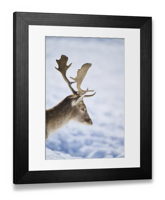Framed Print : European fallow deer (Dama dama) buck portrait in the mountains in tirol Framed Print : European fallow deer (Dama dama) buck portrait in the mountains in tirol