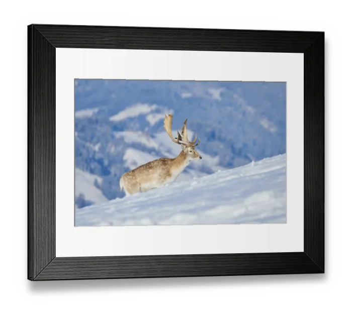 Framed Print : European fallow deer (Dama dama) buck on a snowy meadow in the mountains in tirol Framed Print : European fallow deer (Dama dama) buck on a snowy meadow in the mountains in tirol