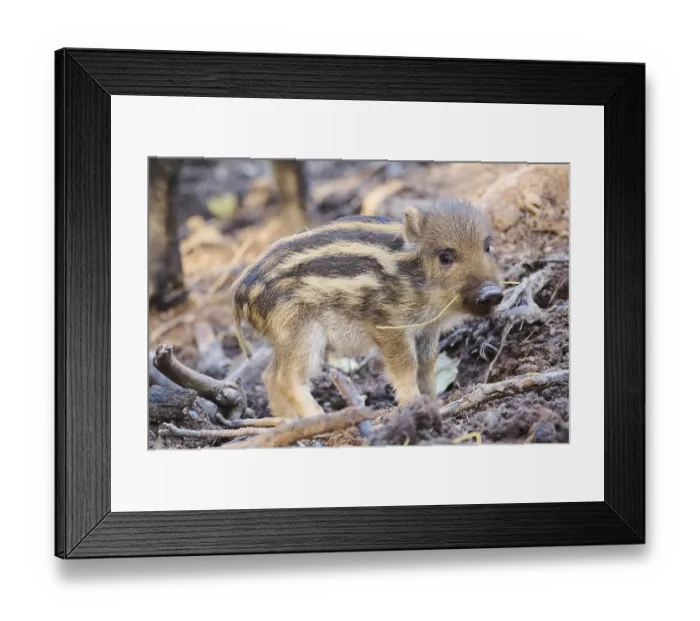 Framed Print : Wild boar (Sus scrofa) squeaker in a forest