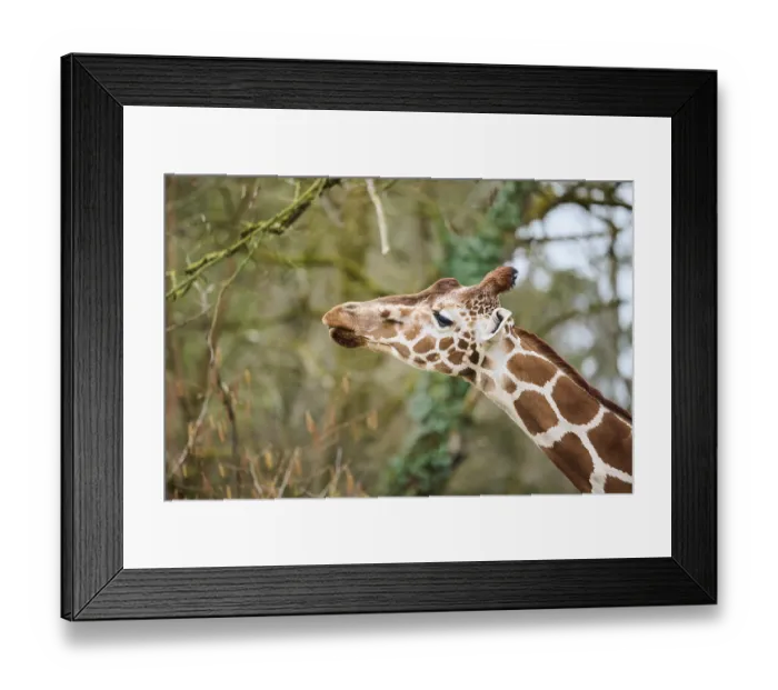 Framed Print : Reticulated giraffe (Giraffa reticulata) portrait Framed Print : Reticulated giraffe (Giraffa reticulata) portrait