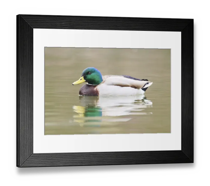 Framed Print : Wild duck (Anas platyrhynchos) Framed Print : Wild duck (Anas platyrhynchos)