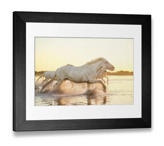 Framed Print : Camargue horses running through the water at sunrise