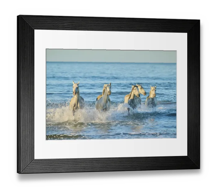 Framed Print : Camargue horses running out of the sea on a beach in morning light Framed Print : Camargue horses running out of the sea on a beach in morning light