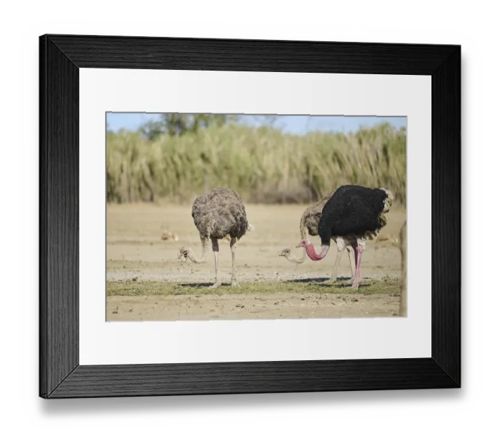 Framed Print : Common ostrich (Struthio camelus) male and female in the dessert