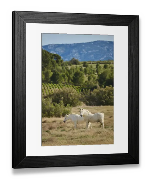 Framed Print : White horses standing on a meadow, France, Europe