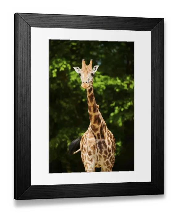 Framed Print : Reticulated giraffe (Giraffa camelopardalis reticulata)