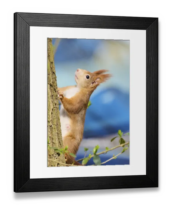 Framed Print : Red squirrel (Sciurus vulgaris) on a tree Framed Print : Red squirrel (Sciurus vulgaris) on a tree