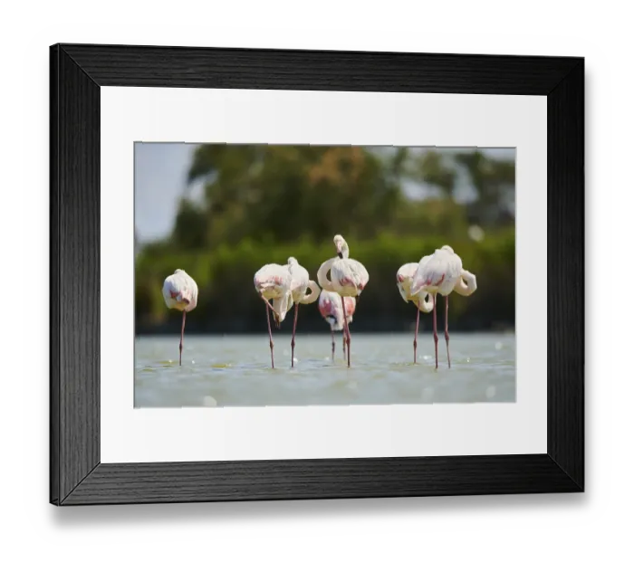 Framed Print : Greater Flamingos (Phoenicopterus roseus) standing in the water