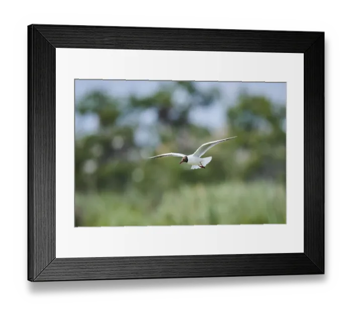 Framed Print : Black-headed gull (Chroicocephalus ridibundus) flying