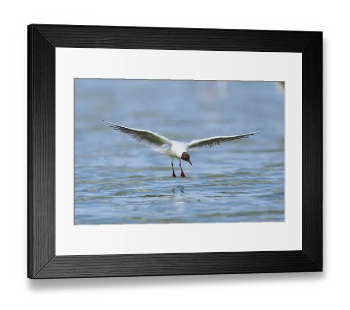 Framed Print : Black-headed gull (Chroicocephalus ridibundus) hunting on the water surface