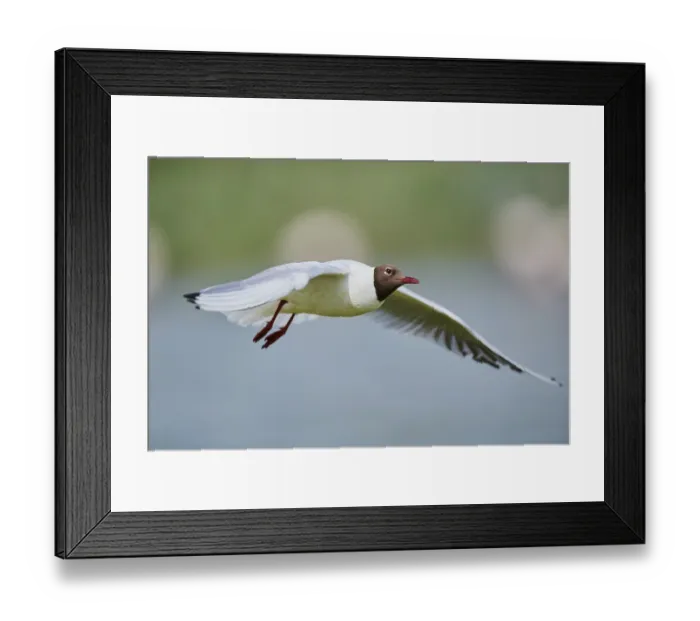 Framed Print : Black-headed gull (Chroicocephalus ridibundus) Framed Print : Black-headed gull (Chroicocephalus ridibundus)