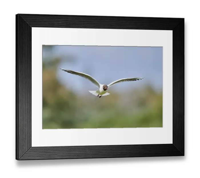 Framed Print : Black-headed gull (Chroicocephalus ridibundus)