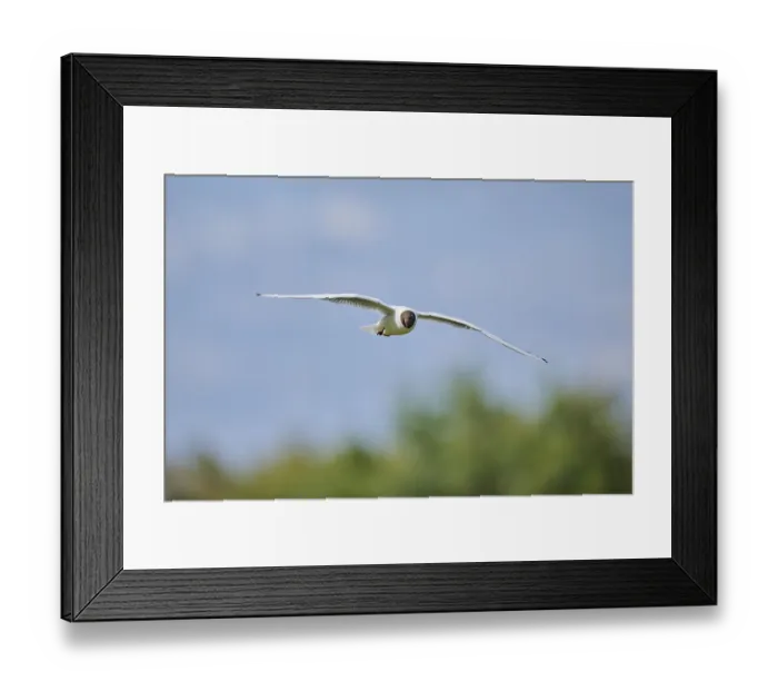 Framed Print : Black-headed gull (Chroicocephalus ridibundus)