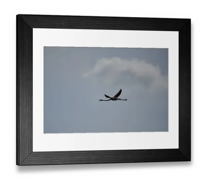 Framed Print : Greater Flamingo (Phoenicopterus roseus)