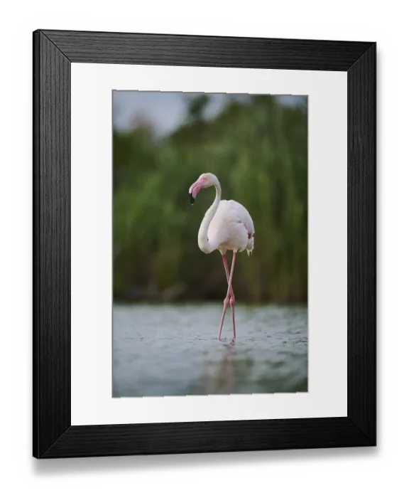 Framed Print : Greater Flamingo (Phoenicopterus roseus) walking in the water