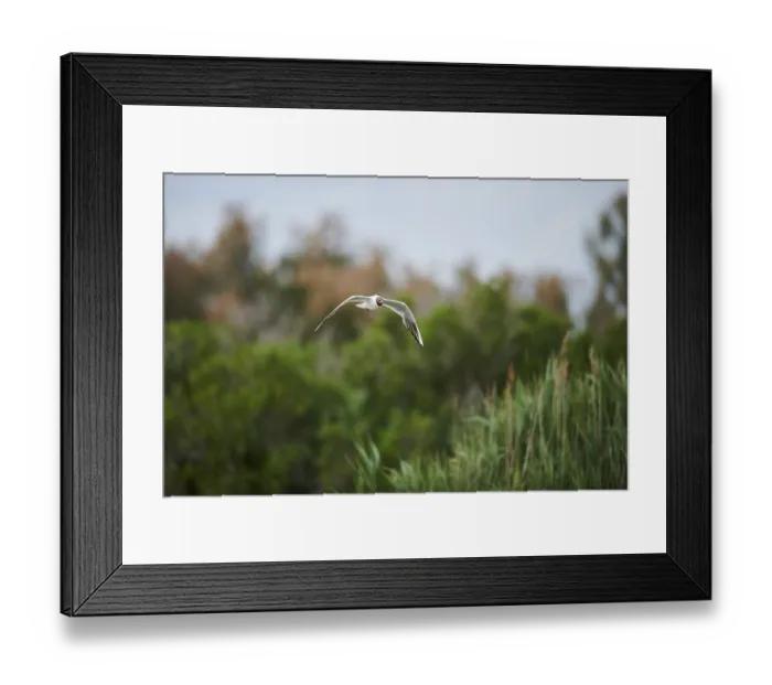 Framed Print : Black-headed gull (Chroicocephalus ridibundus) flying