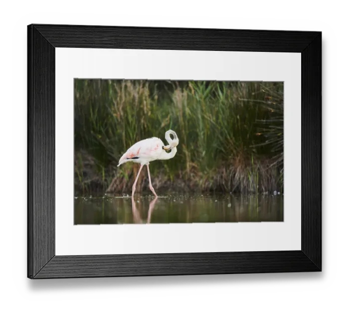 Framed Print : Greater Flamingo (Phoenicopterus roseus) walking in the water