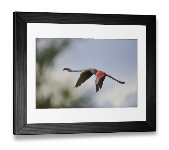 Framed Print : Greater Flamingo (Phoenicopterus roseus)