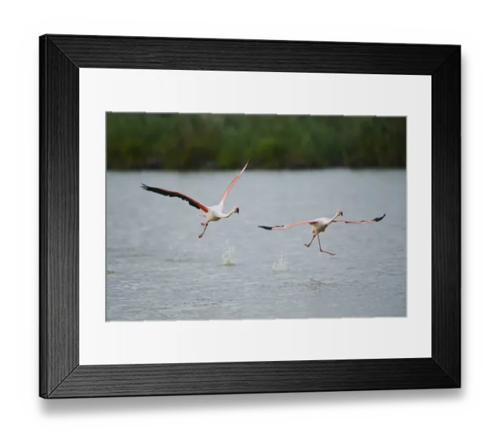 Framed Print : Greater Flamingos (Phoenicopterus roseus)