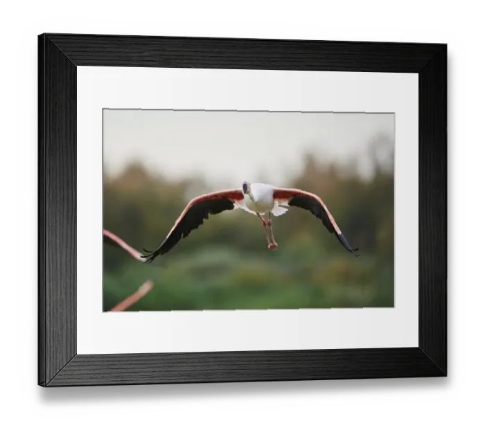 Framed Print : Greater Flamingo (Phoenicopterus roseus) Framed Print : Greater Flamingo (Phoenicopterus roseus)