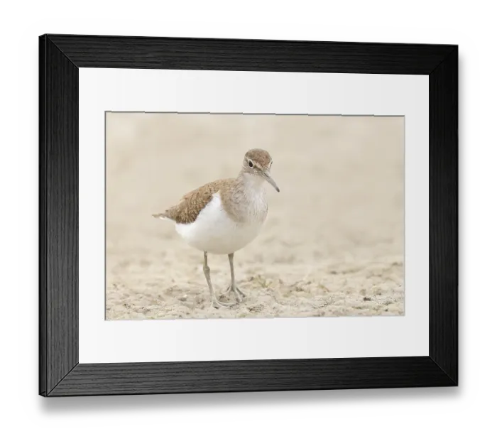 Framed Print : Common sandpiper (Actitis hypoleucos) looking for food at the edge of a body of water