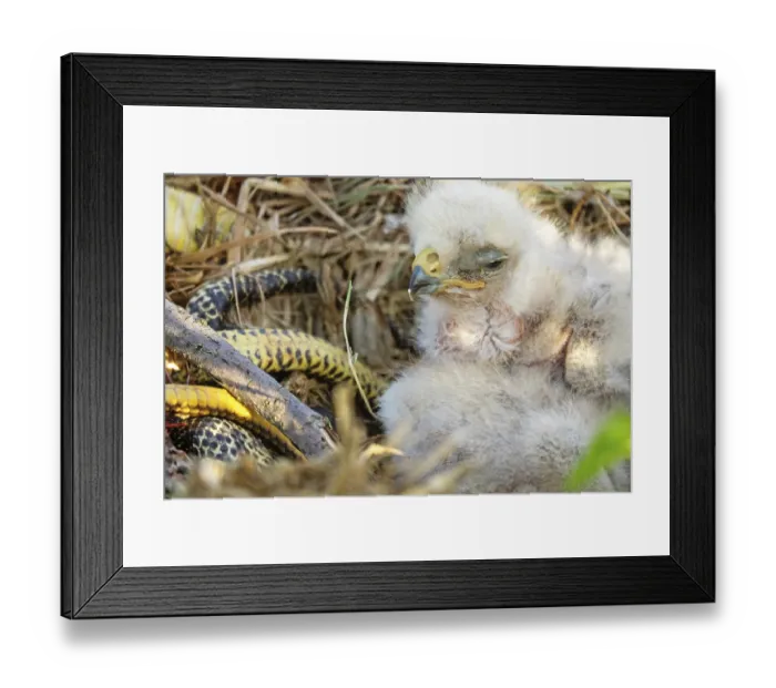 Framed Print : Long-legged buzzard (Buteo rufinus) nestlings are 5 days old Framed Print : Long-legged buzzard (Buteo rufinus) nestlings are 5 days old