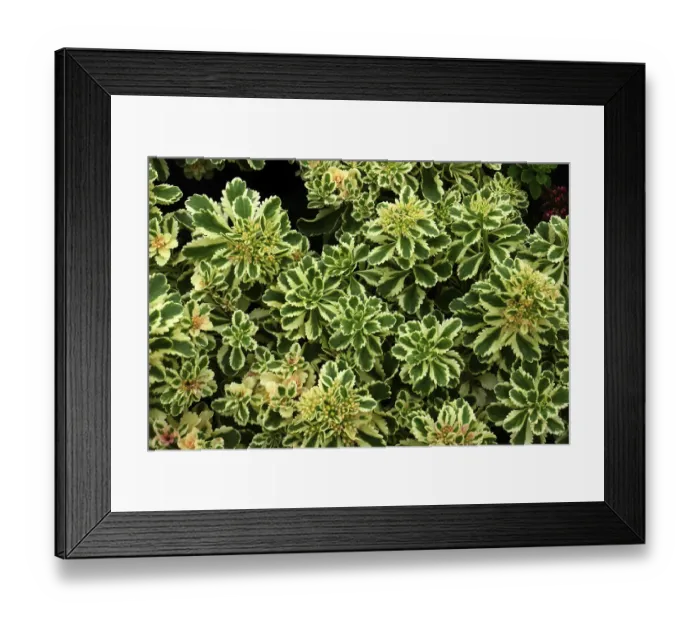 Framed Print : Magnificent stonecrop