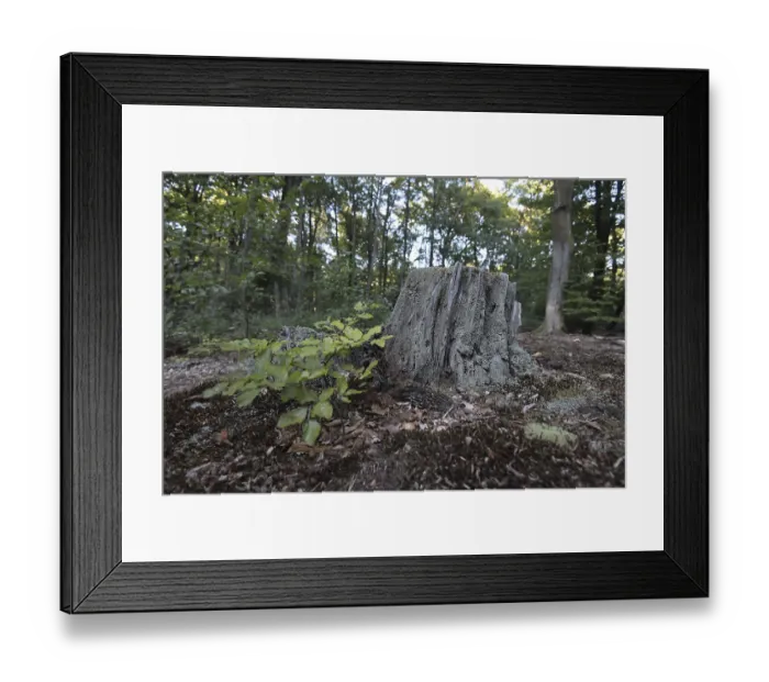 Framed Print : Tree stump in the DarB primeval forest Framed Print : Tree stump in the DarB primeval forest