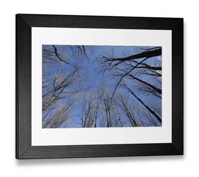 Framed Print : Nature, forest, tree tops from below Framed Print : Nature, forest, tree tops from below