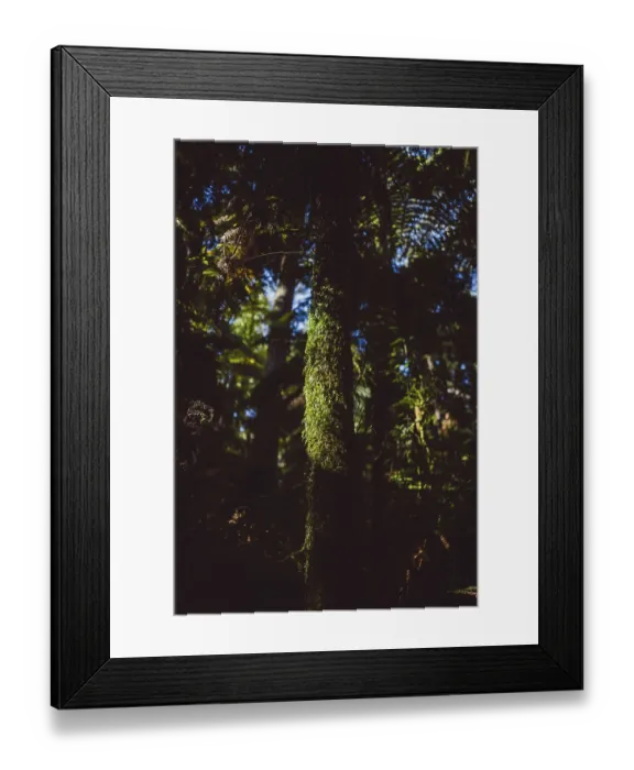 Framed Print : Illuminated moss-covered tree trunk in a redwood forest in Rotorua Framed Print : Illuminated moss-covered tree trunk in a redwood forest in Rotorua