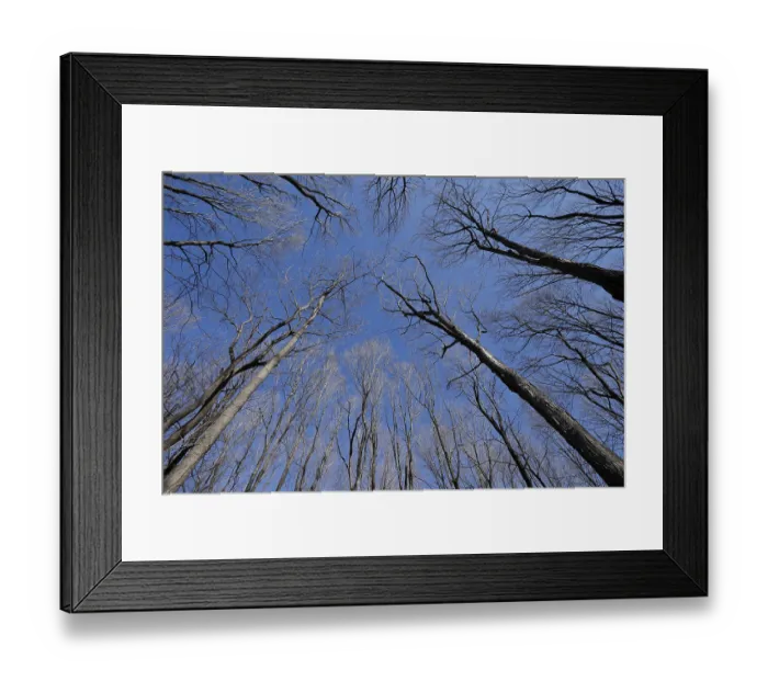 Framed Print : Nature, forest, tree tops from below Framed Print : Nature, forest, tree tops from below