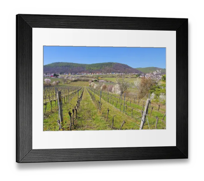 Framed Print : Landschaft rund um Gimmeldingen wahrend der Mandelblute im Fruhling Framed Print : Landschaft rund um Gimmeldingen wahrend der Mandelblute im Fruhling