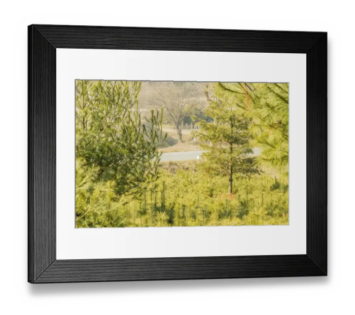 Framed Print : Young pine trees growing in a densely packed forest