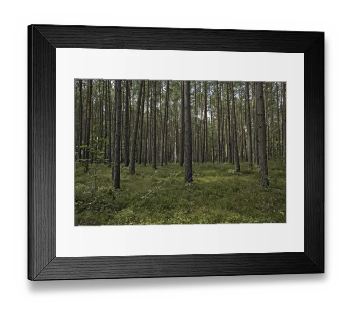 Framed Print : Coniferous forest, Mecklenburg-Western Pomerania