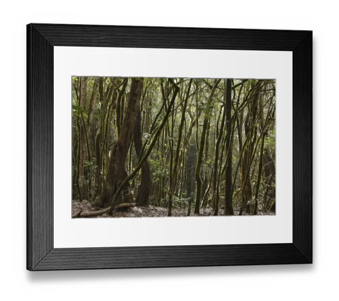 Framed Print : Garajonay National Park, laurel forest