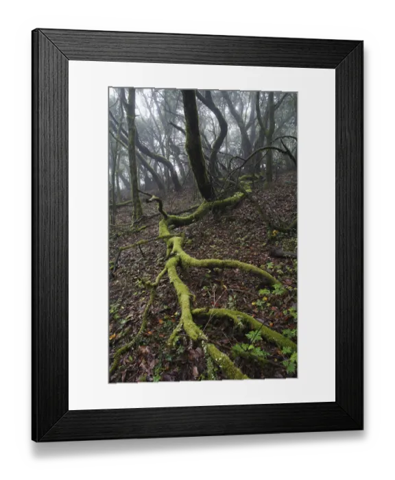 Framed Print : Garajonay National Park, laurel forest Framed Print : Garajonay National Park, laurel forest