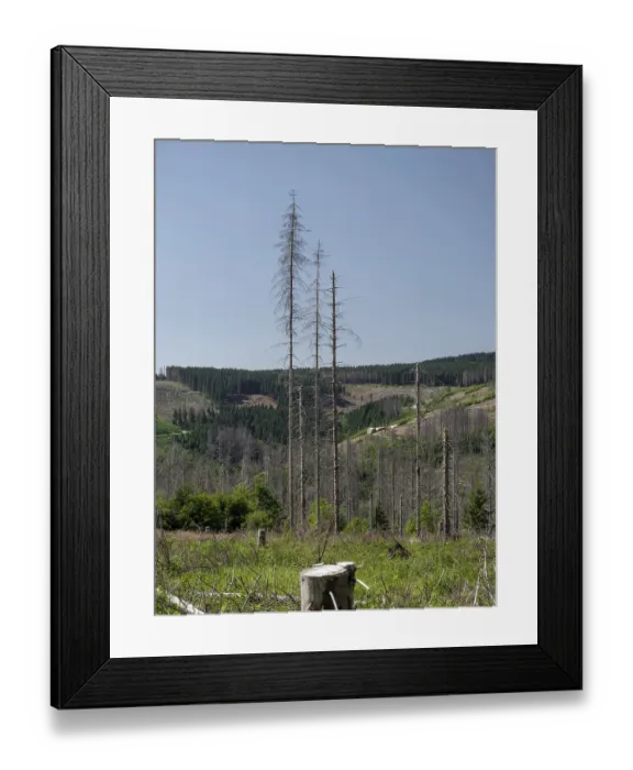 Framed Print : Dead, dead spruces (Picea), tree death Framed Print : Dead, dead spruces (Picea), tree death