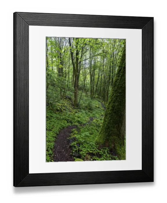 Framed Print : Stones and trees overgrown with moss in the forest at Schaumberg