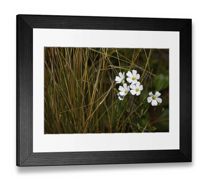Framed Print : Ranunculus lyallii (Mountain buttercup) Framed Print : Ranunculus lyallii (Mountain buttercup)