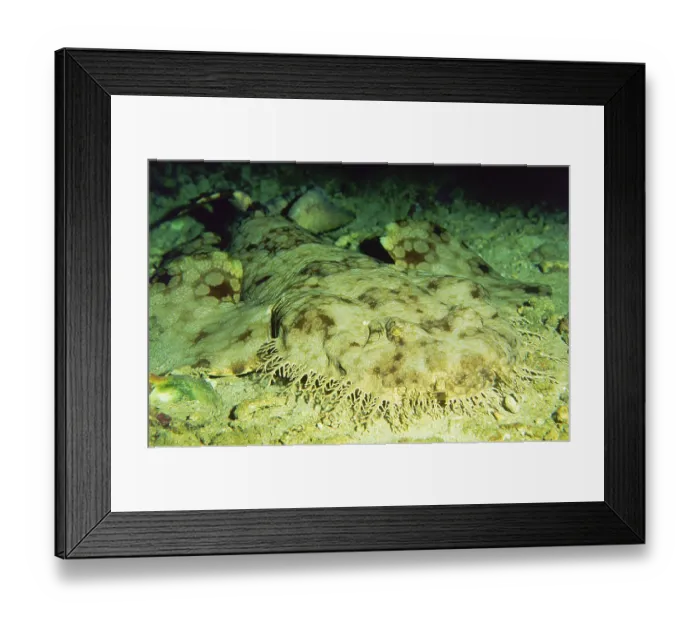 Framed Print : Tassled Tasselled wobbegong (Eucrossorhinus dasypogon) Framed Print : Tassled Tasselled wobbegong (Eucrossorhinus dasypogon)