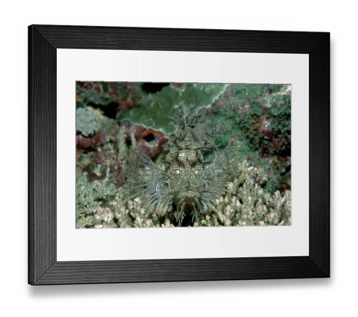 Framed Print : Merlet's Scorpionfish (Pisces) (Rhinopias aphanes) Framed Print : Merlet's Scorpionfish (Pisces) (Rhinopias aphanes)