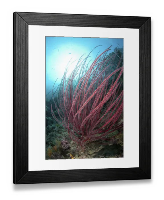 Framed Print : Whip gorgonian, Other animals, Corals