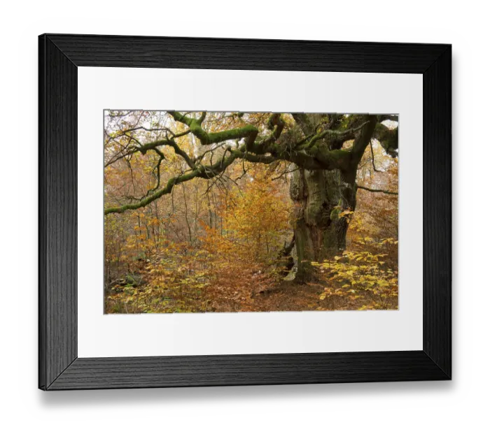 Framed Print : Oak (Quercus), Urwald Sababurg primeval forest Framed Print : Oak (Quercus), Urwald Sababurg primeval forest