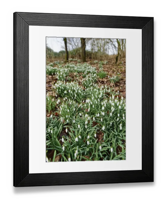 Framed Print : Common snowdrop (Galanthus nivalis)