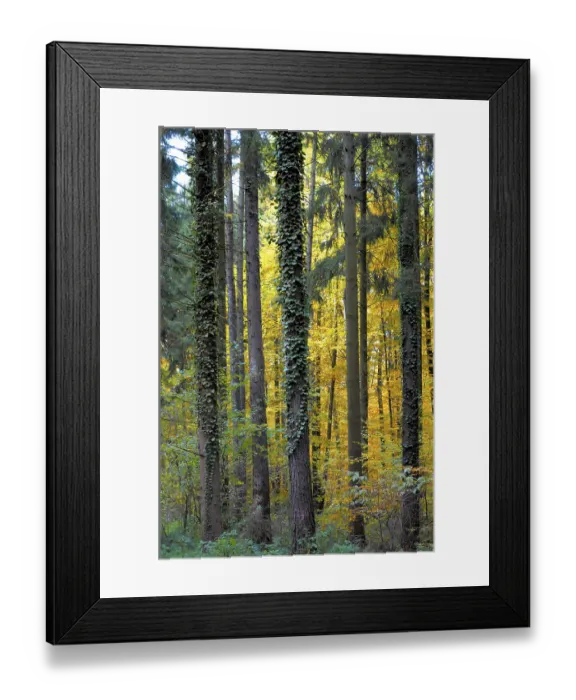 Framed Print : Deciduous forest in autumn, trees overgrown with ivy